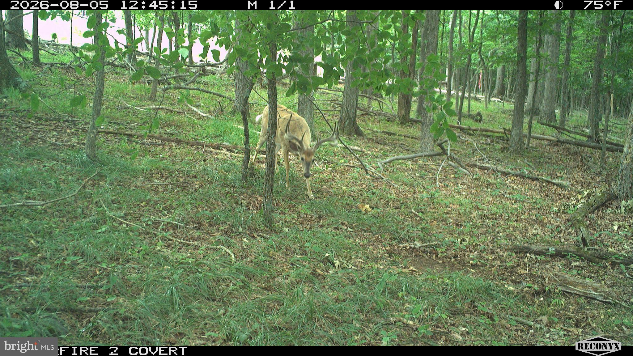 Racey Road Augusta, WV 26704 - Photo 1 of 32 Gallery Image 1