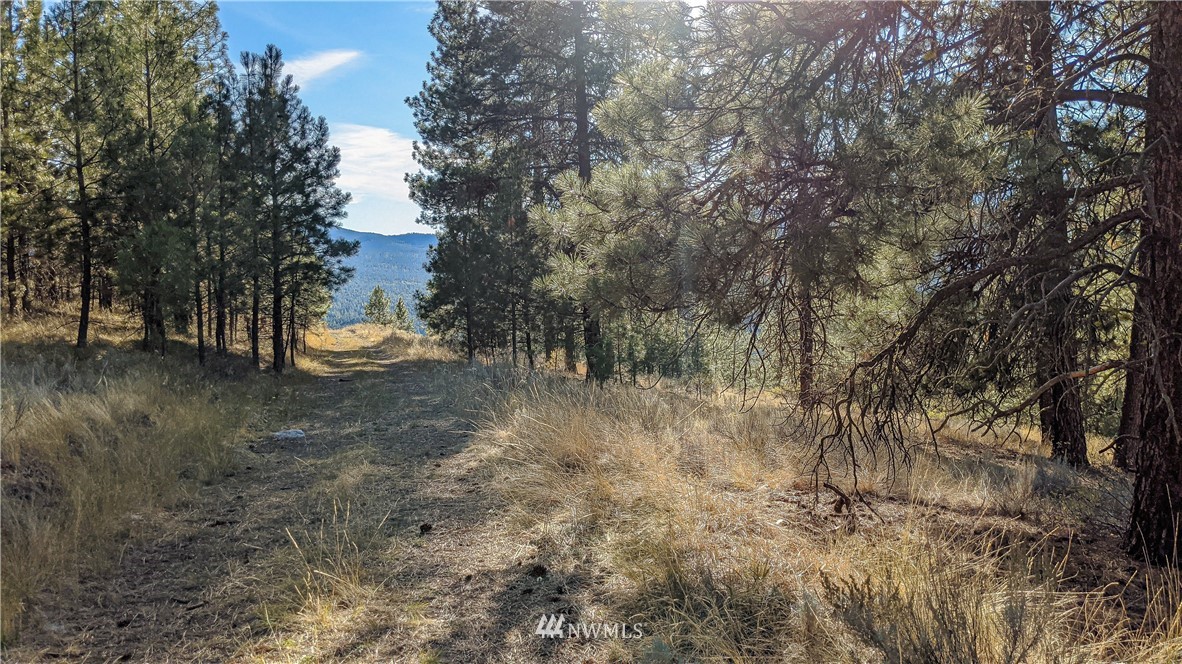 6 Buck Road Tonasket, WA 98855 - Photo 10 of 40 a view of a yard with a tree