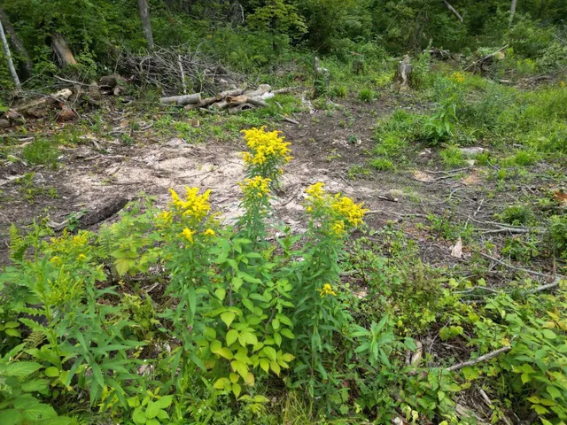 $31,400 | Tbd Dau Road, Milltown, WI 54858