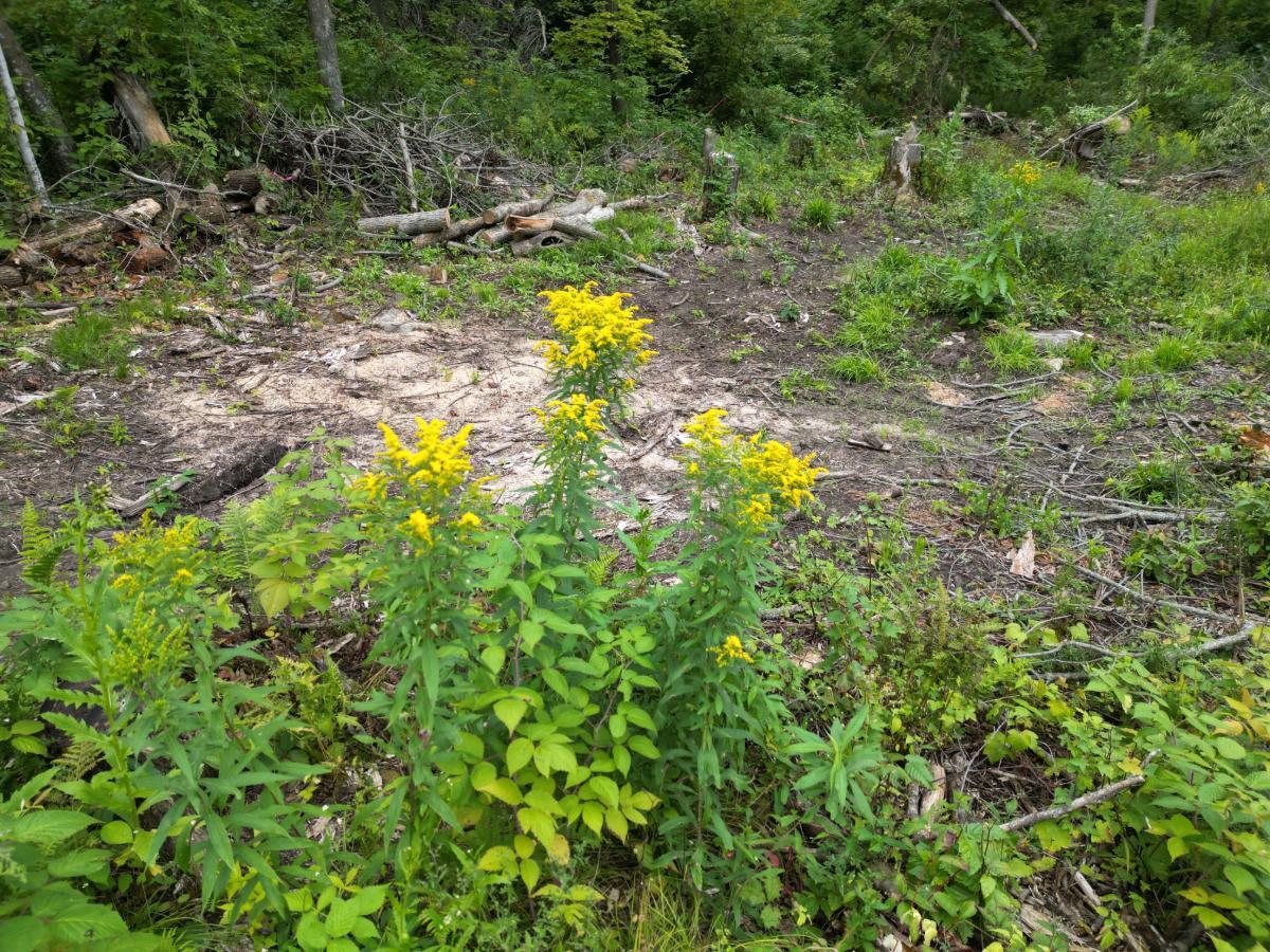 Tbd Dau Road Milltown, WI 54858 - Photo 9 of 10