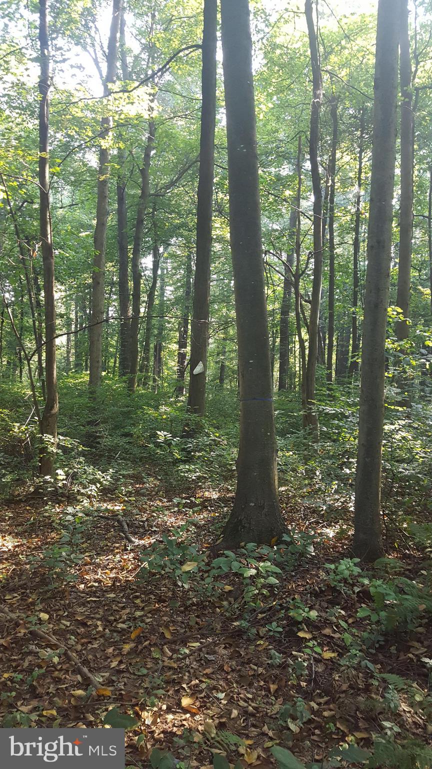 0 King Pen Road Nottingham, PA 19362 - Photo 10 of 12 Beautiful Wooded 4.56 acres