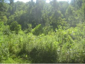 614 Blue Springs Road Elizabethton, TN 37643 - Photo 5 of 7 Photo 5