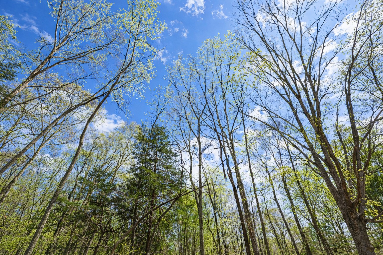 0 Peach Orchard Road Lewisburg, KY 42256 - Photo 8 of 21