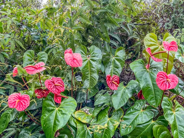 $205,000 | 16-2020 Uau Rd Mountain View, Pahoa, HI 96778