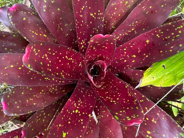 $205,000 | 16-2020 Uau Rd Mountain View, Pahoa, HI 96778