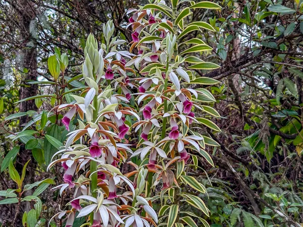 $205,000 | 16-2020 Uau Rd Mountain View, Pahoa, HI 96778