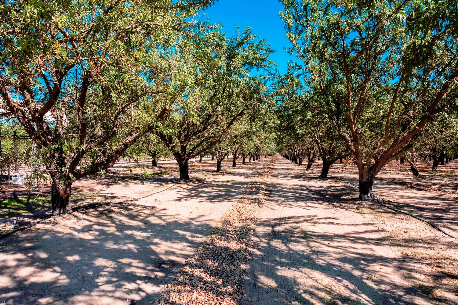 0 White Crane Road Atwater, CA 95301 - Photo 14 of 19 a view of a tree with a yard