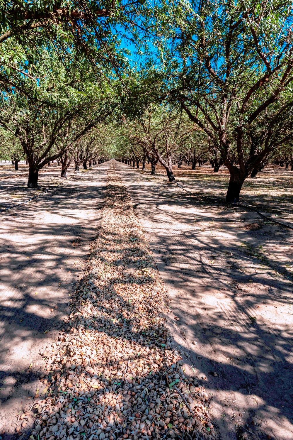 0 White Crane Road Atwater, CA 95301 - Photo 16 of 19 a view of road and trees