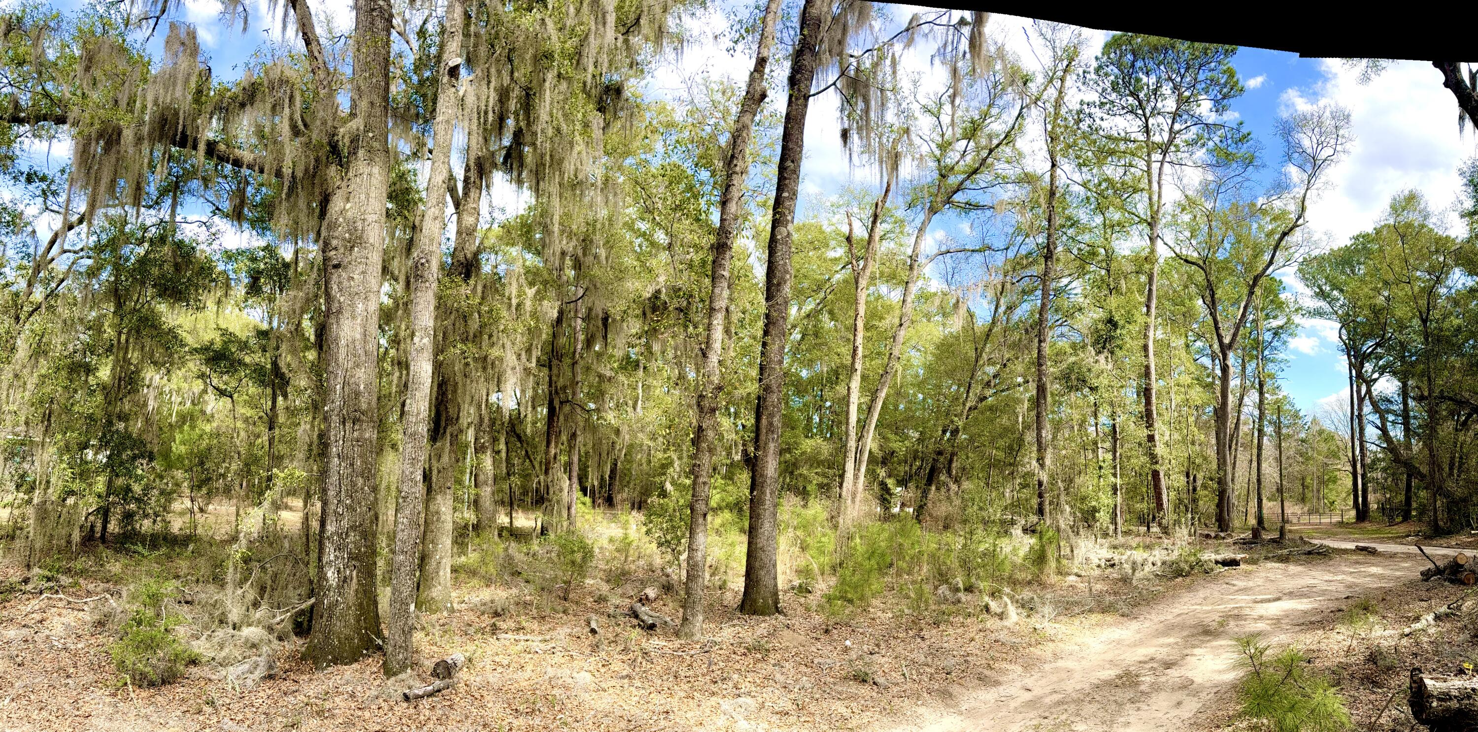 0 Mary Seabrook Road Edisto Island, SC 29438 - Photo 4 of 13 Lightly Wooded
