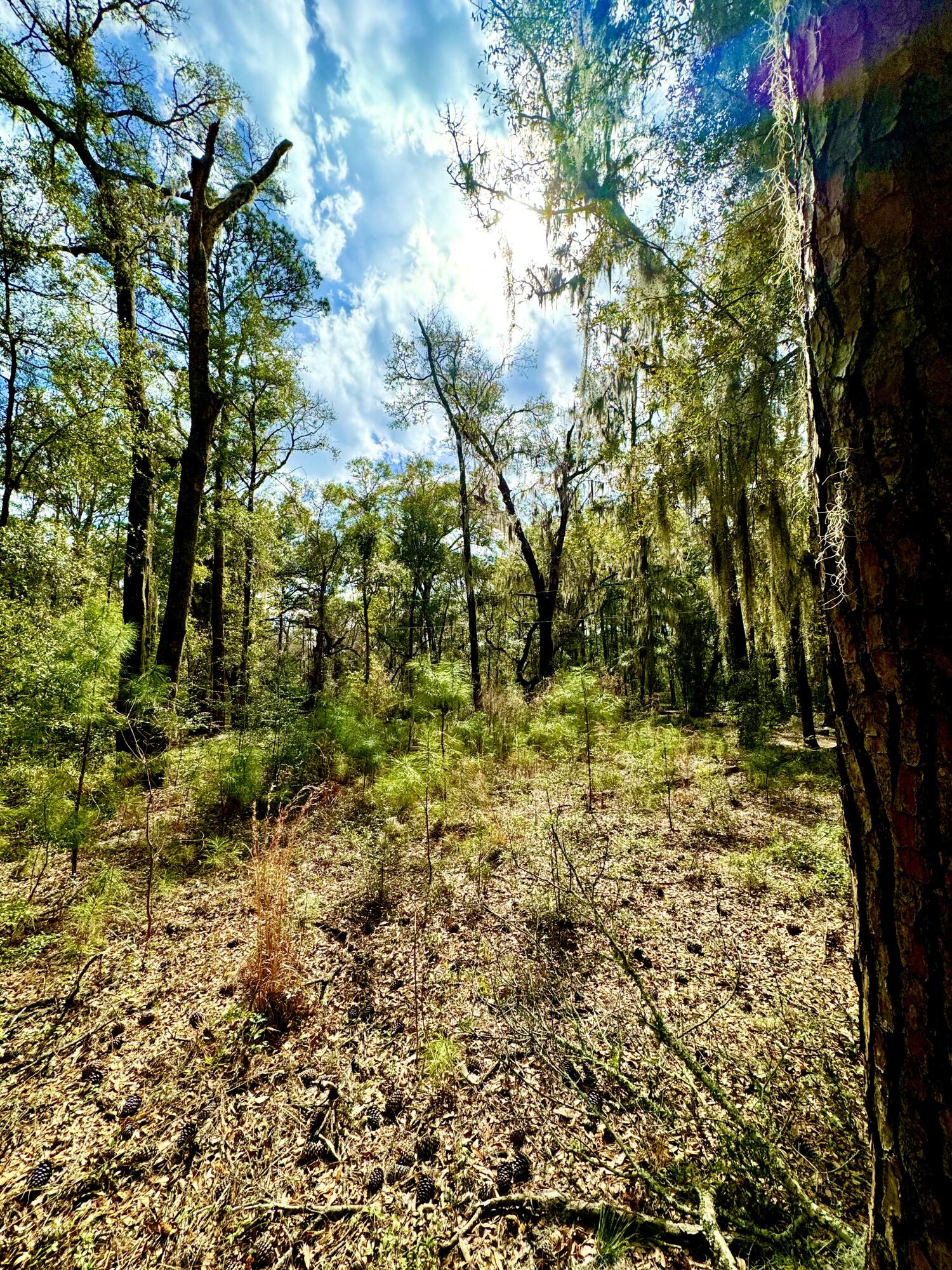 0 Mary Seabrook Road Edisto Island, SC 29438 - Photo 8 of 13 Lightly Wooded