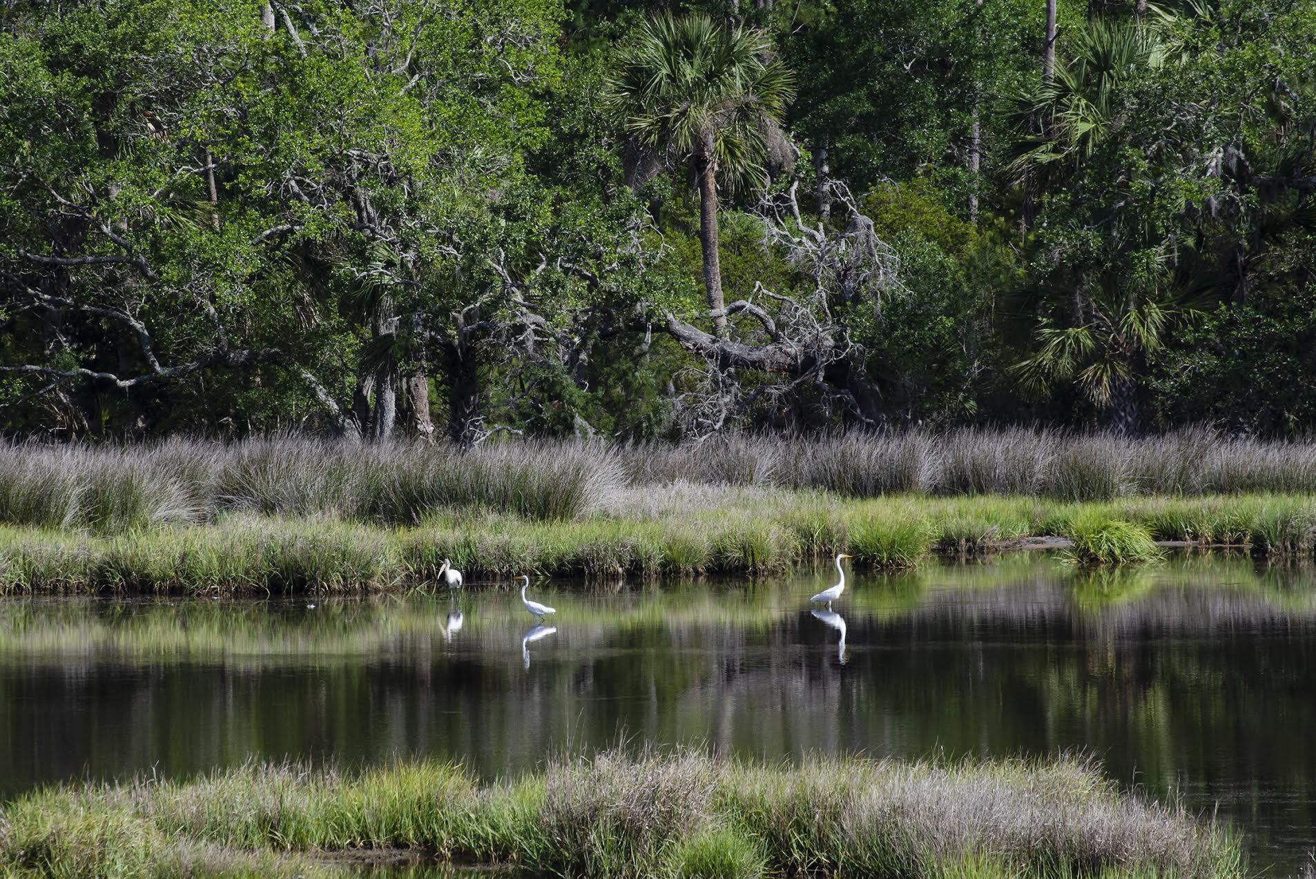 8534 Palmetto Road Edisto Island, SC 29438 - Photo 30 of 56 8534PalmettoRd032