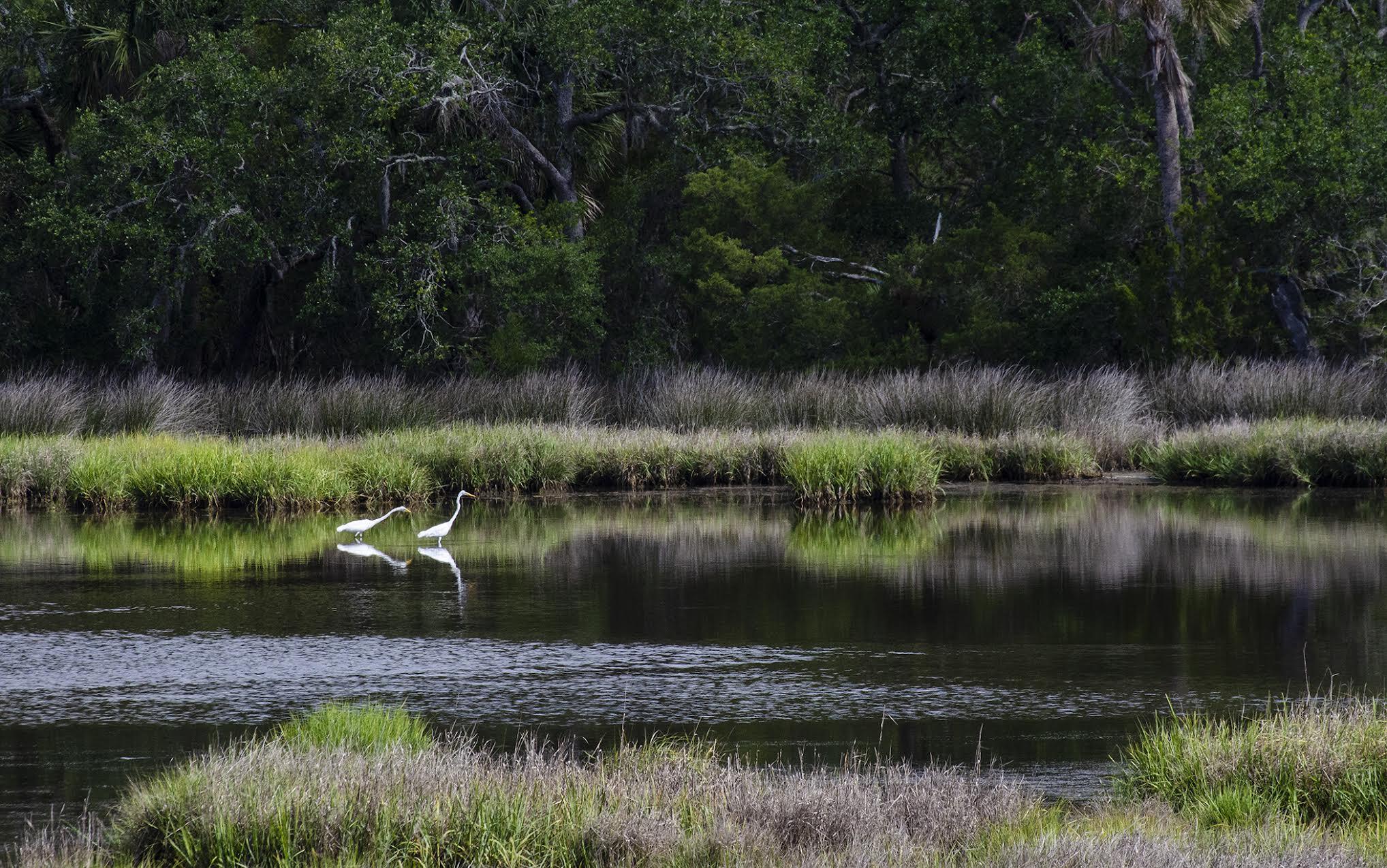 8534 Palmetto Road Edisto Island, SC 29438 - Photo 56 of 56 0-1 (1)