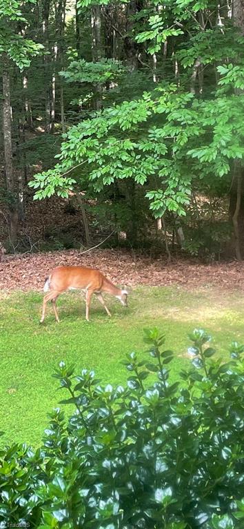 3269 Earnhardt Road Sophia, NC 27350 - Photo 26 of 34 Front Yard View