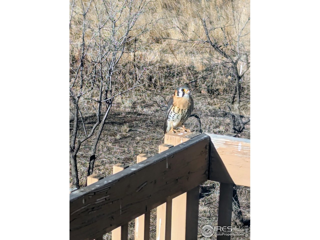 5775 Jay Road Boulder, CO 80301 - Photo 32 of 37 a view of outside area