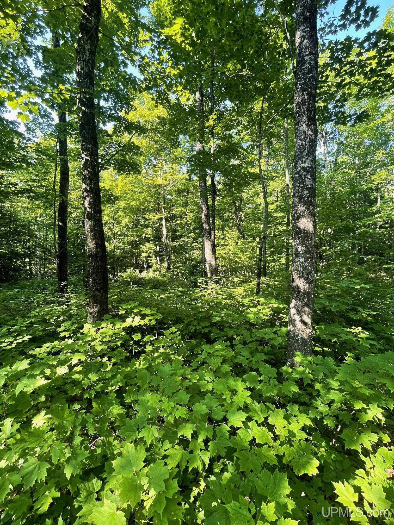 Tbd A Off Gay Road Lake Linden, MI 49945 - Photo 11 of 15