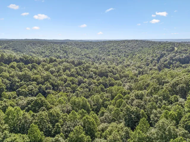 a view of a lush green forest with trees in the background