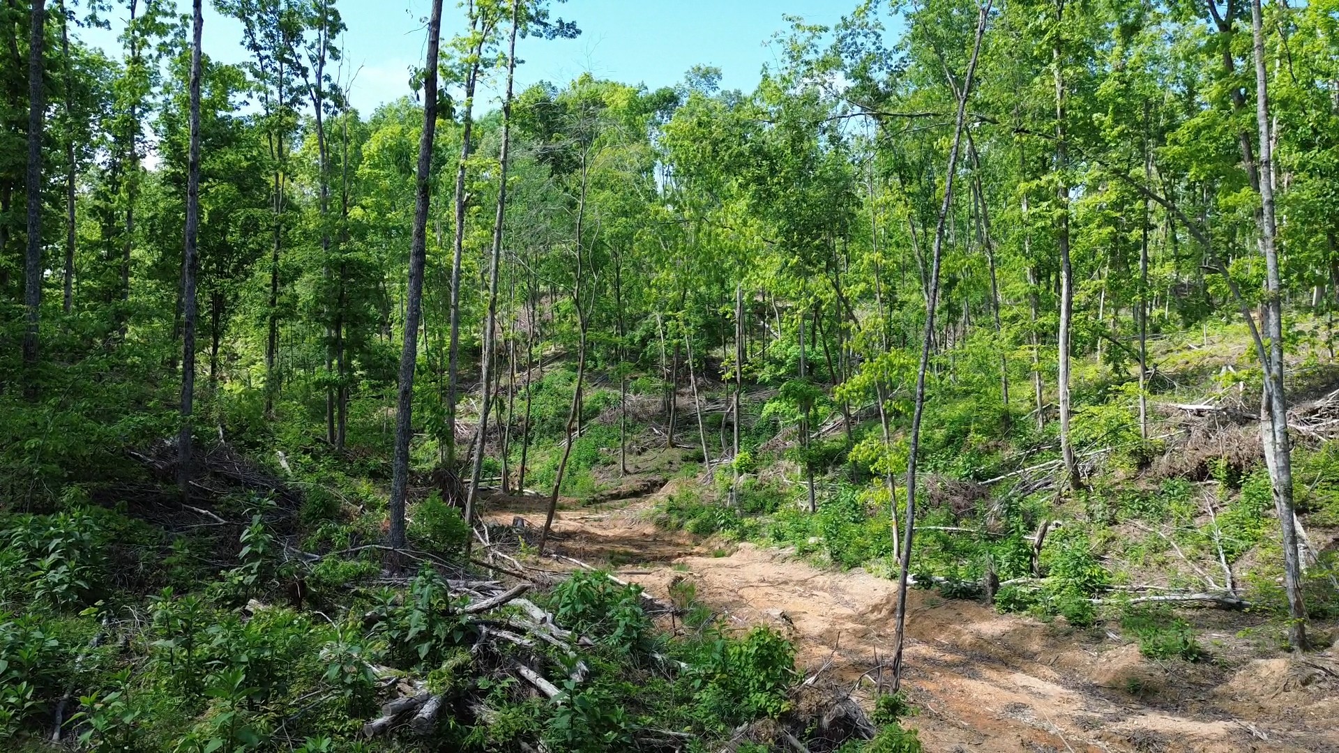 535 Highwater Road Waverly, TN 37185 - Photo 3 of 13 a view of a forest with lush green forest
