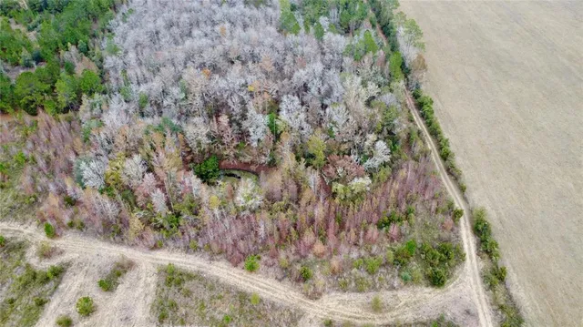 a close up of a plant