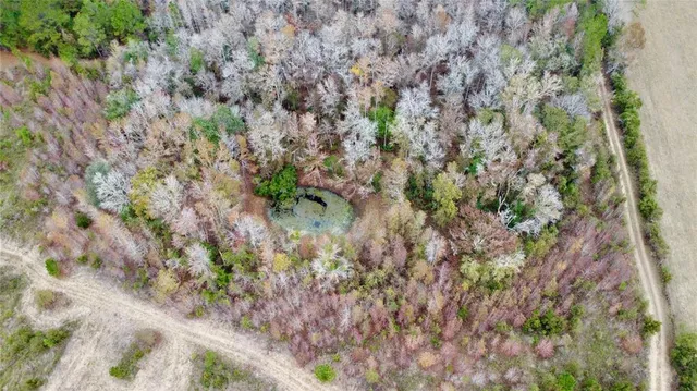 a view of a forest with trees in the background