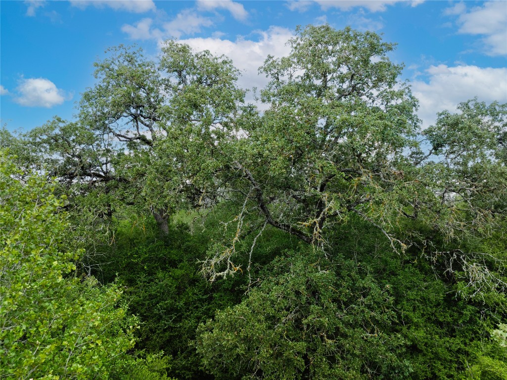 308 The Oaks Boulevard Elgin, TX 78621 - Photo 11 of 14 a view of a forest with a tree