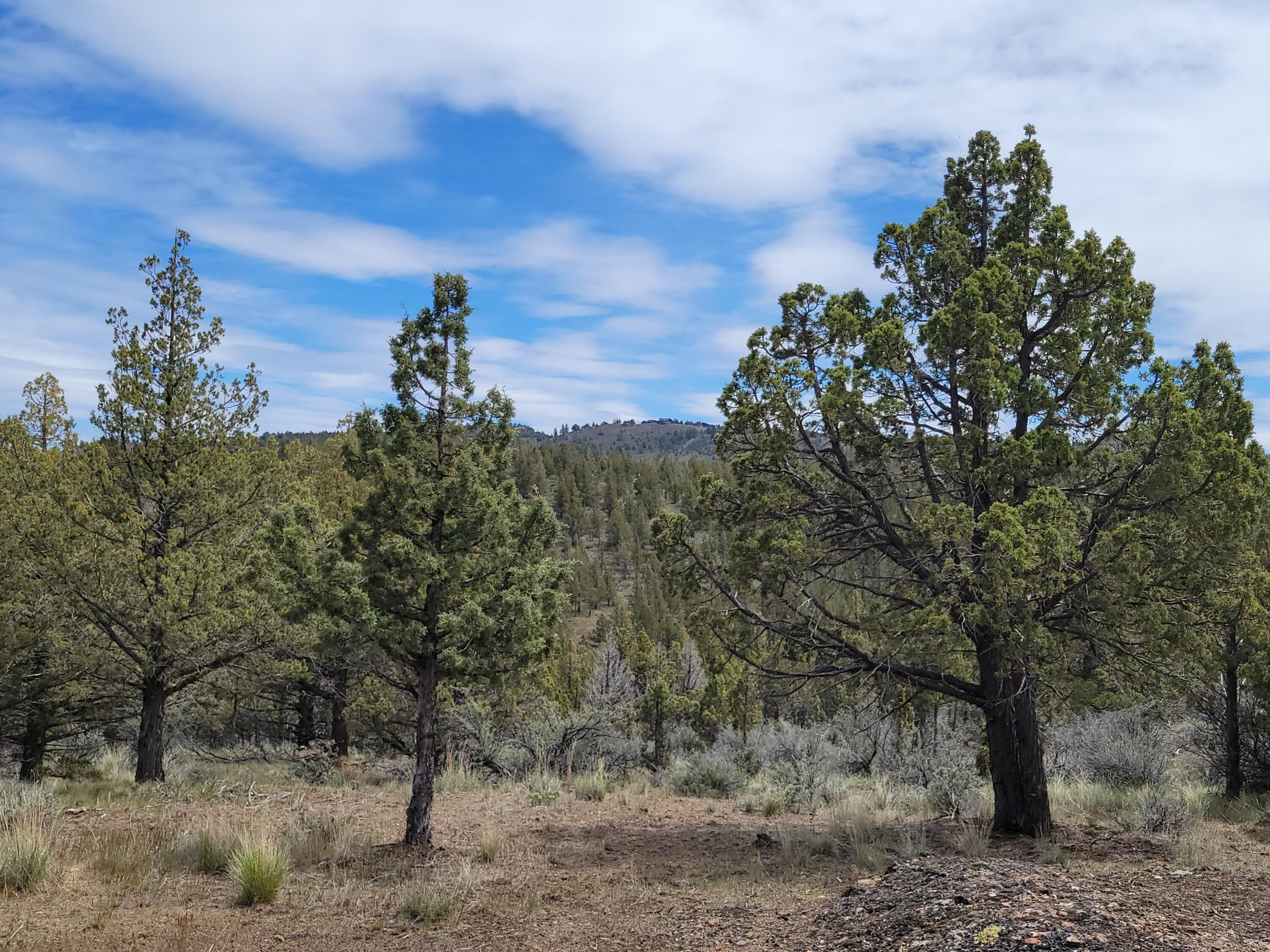 1500 Southeast Osprey Road, Unit 62 Prineville, OR 97754 - Photo 12 of 26 Hills 01