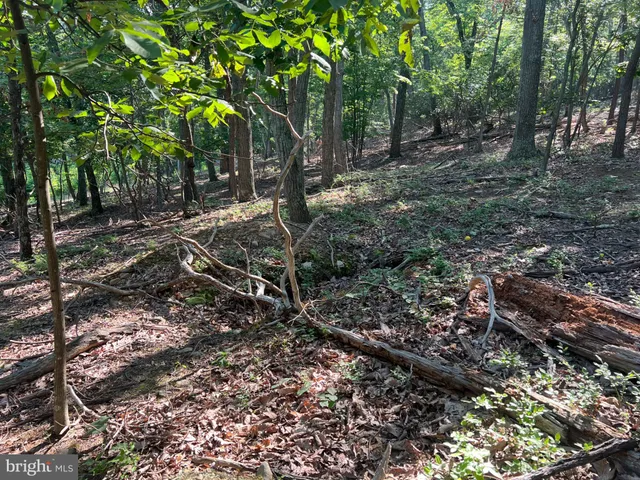 a view of a forest filled with trees