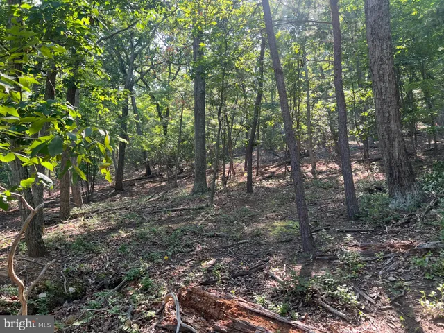 a view of a forest with trees in the background