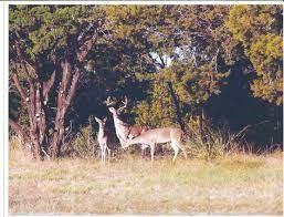 38037 Brookside Drive Whitney, TX 76692 - Photo 6 of 13 a view of a yard with a tree