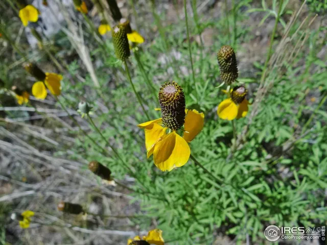 $95,000 | 203 Mattapony Way, Red Feather Lakes, CO 80545