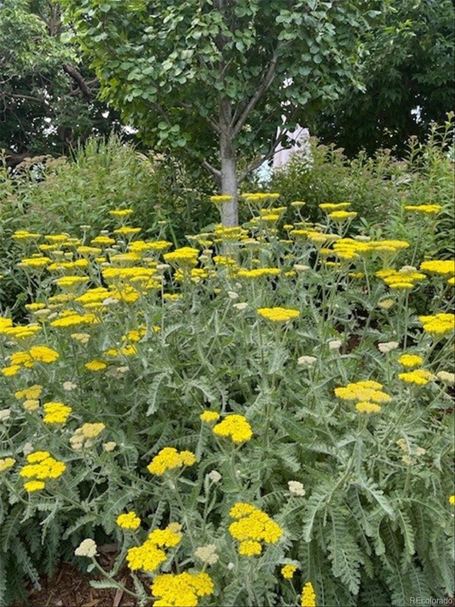 3752 South Helena Way Aurora, CO 80013 - Photo 33 of 50