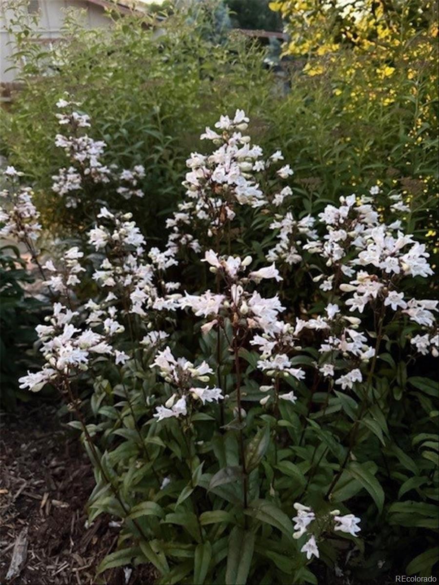 3752 South Helena Way Aurora, CO 80013 - Photo 35 of 50