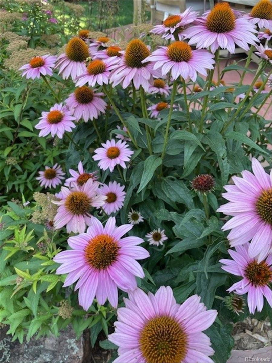 3752 South Helena Way Aurora, CO 80013 - Photo 36 of 50