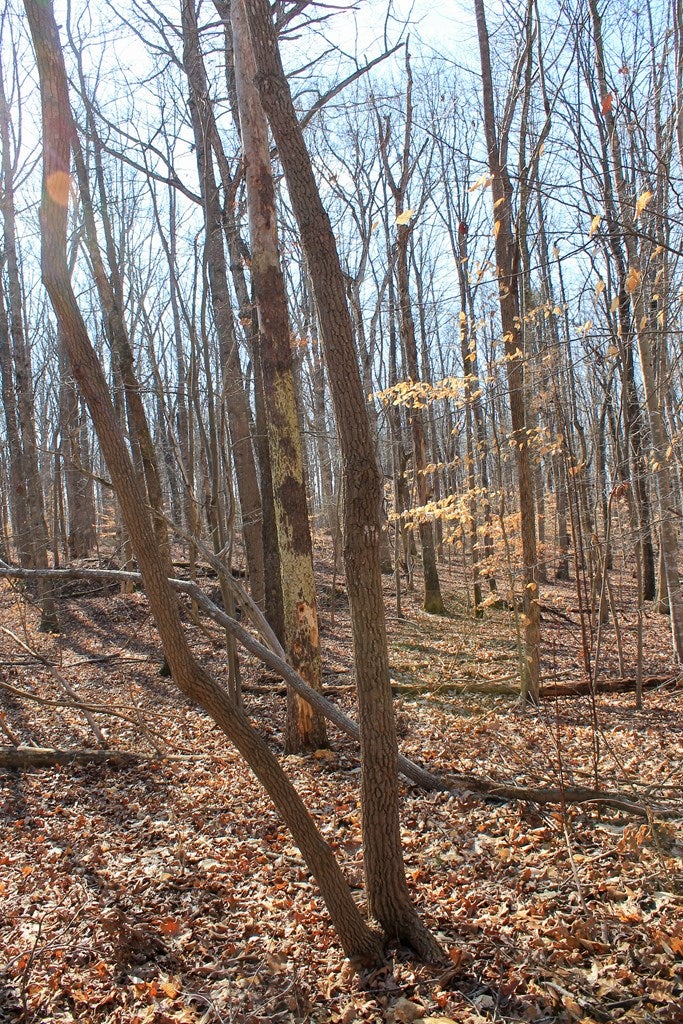 5811 Deer Run Road Farmville, VA 23901 - Photo 7 of 10 Gallery Image 7