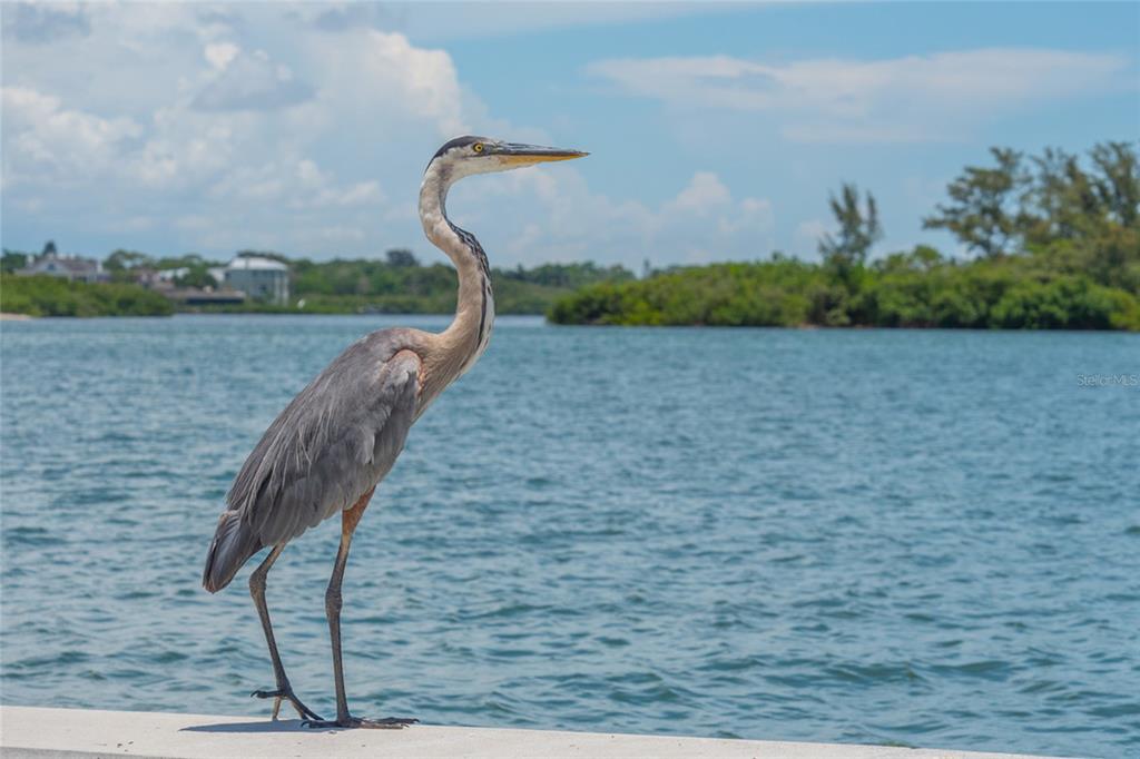 525 Channel Lane Longboat Key, FL 34228 - Photo 16 of 27