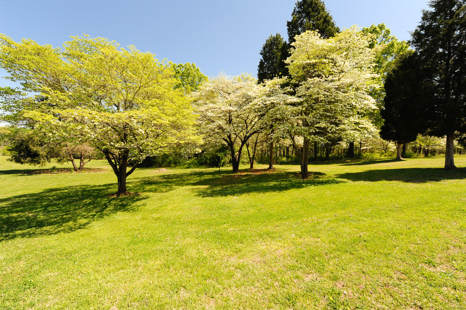 2010 Crest Road Maryville, TN 37804 - Photo 34 of 37 _DOGWOODS IN BACKYARD