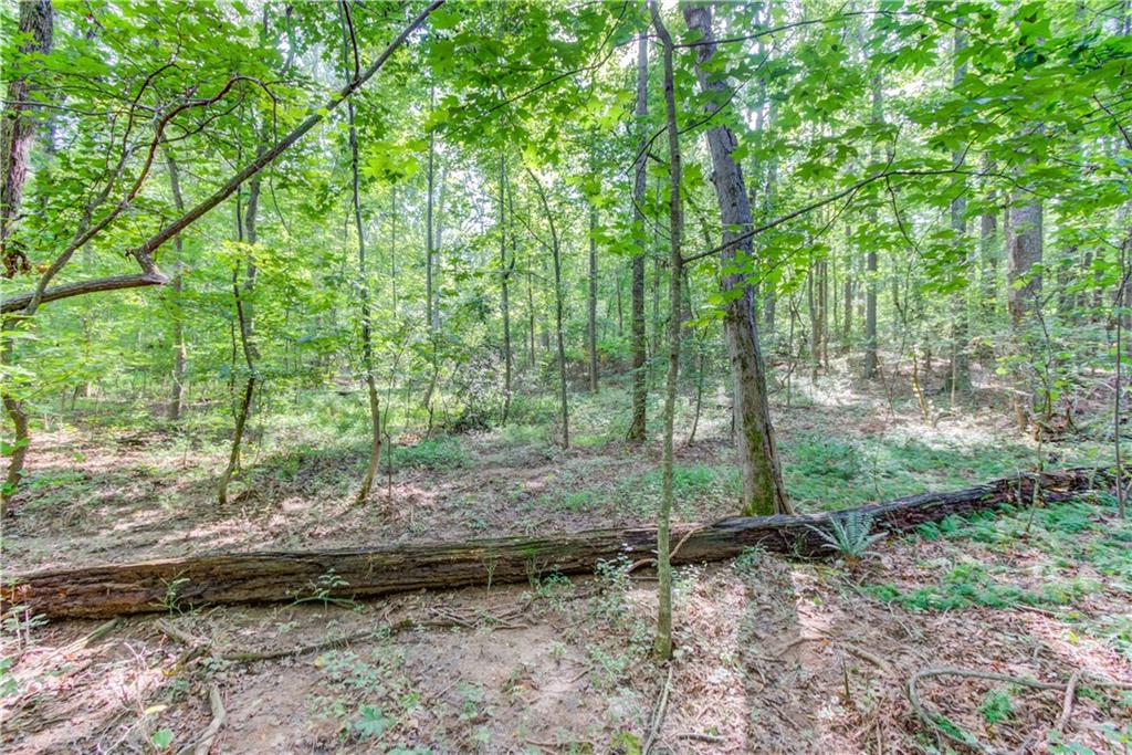 6350 Blackjack Road Flowery Branch, GA 30542 - Photo 11 of 17 a view of a forest with trees in the background