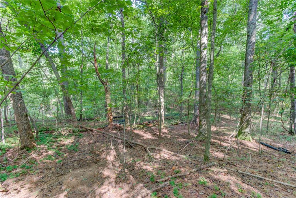6350 Blackjack Road Flowery Branch, GA 30542 - Photo 12 of 17 a view of a forest with trees in the background