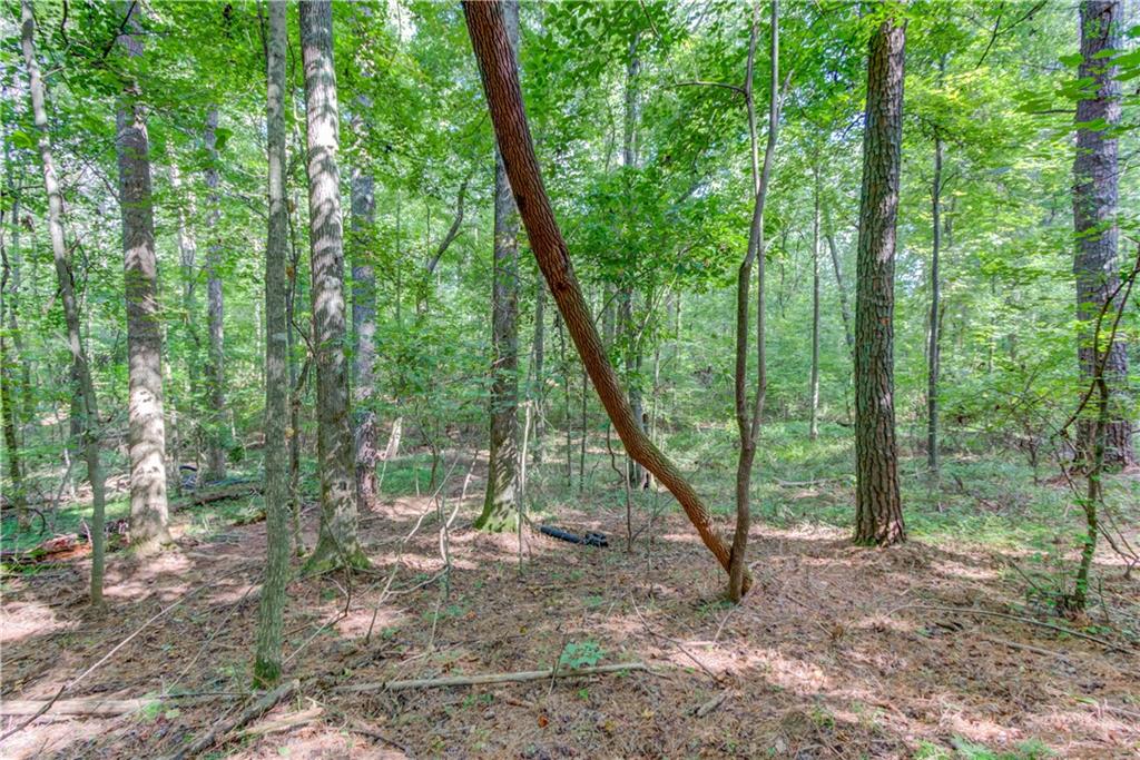 6350 Blackjack Road Flowery Branch, GA 30542 - Photo 14 of 17 a view of a forest filled with a tree