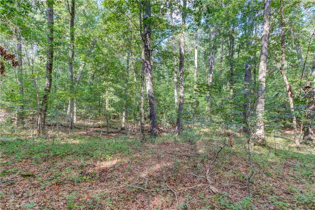 6350 Blackjack Road Flowery Branch, GA 30542 - Photo 15 of 17 a view of a forest that has large trees