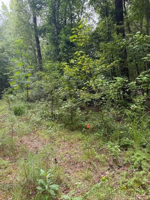 6350 Blackjack Road Flowery Branch, GA 30542 - Photo 17 of 17 a view of a lush green forest
