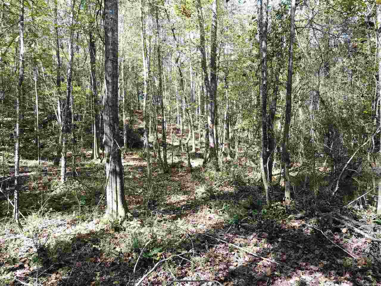 0 Maple Street Franklin, GA 30217 - Photo 9 of 19 a view of a forest with trees
