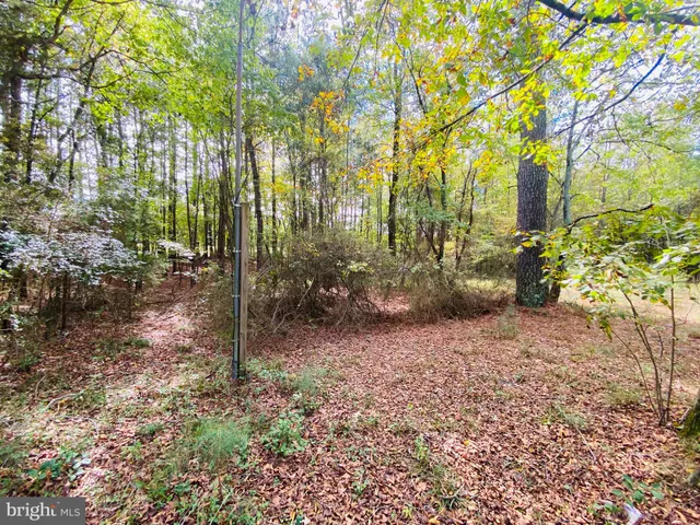 a view of a large yard with large trees