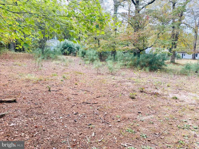 a view of a tree in a yard