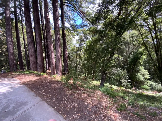 a view of a yard with lots of trees