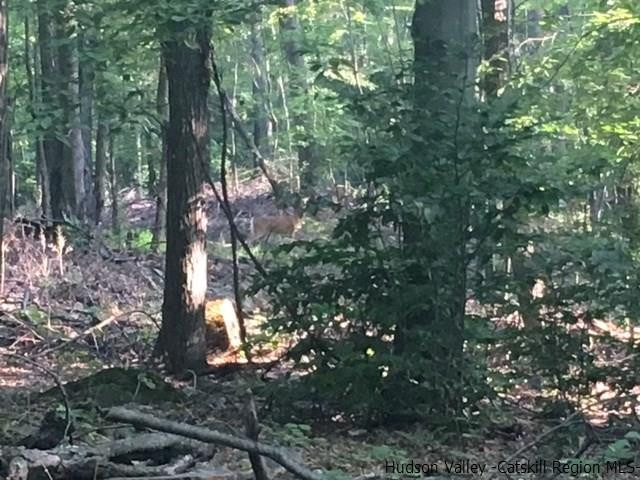 Tbd Tbd Crescent Avenue Highland, NY 12528 - Photo 4 of 9 a view of forest