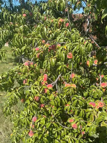 a view of flowers in bunch