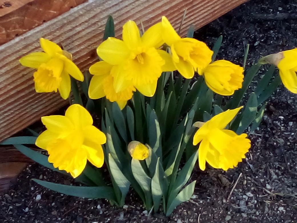 16093 Burgess Road La Pine, OR 97739 - Photo 17 of 36 Burgess flowers