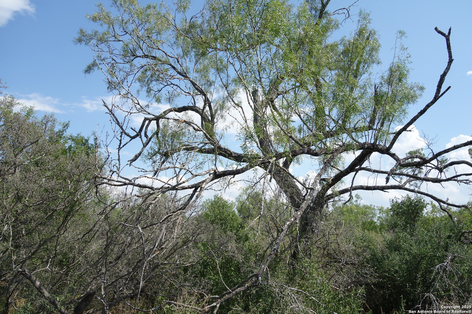 Tbd 1343rd Castroville, TX 78009 - Photo 2 of 6 a backyard of a house with lots of green space
