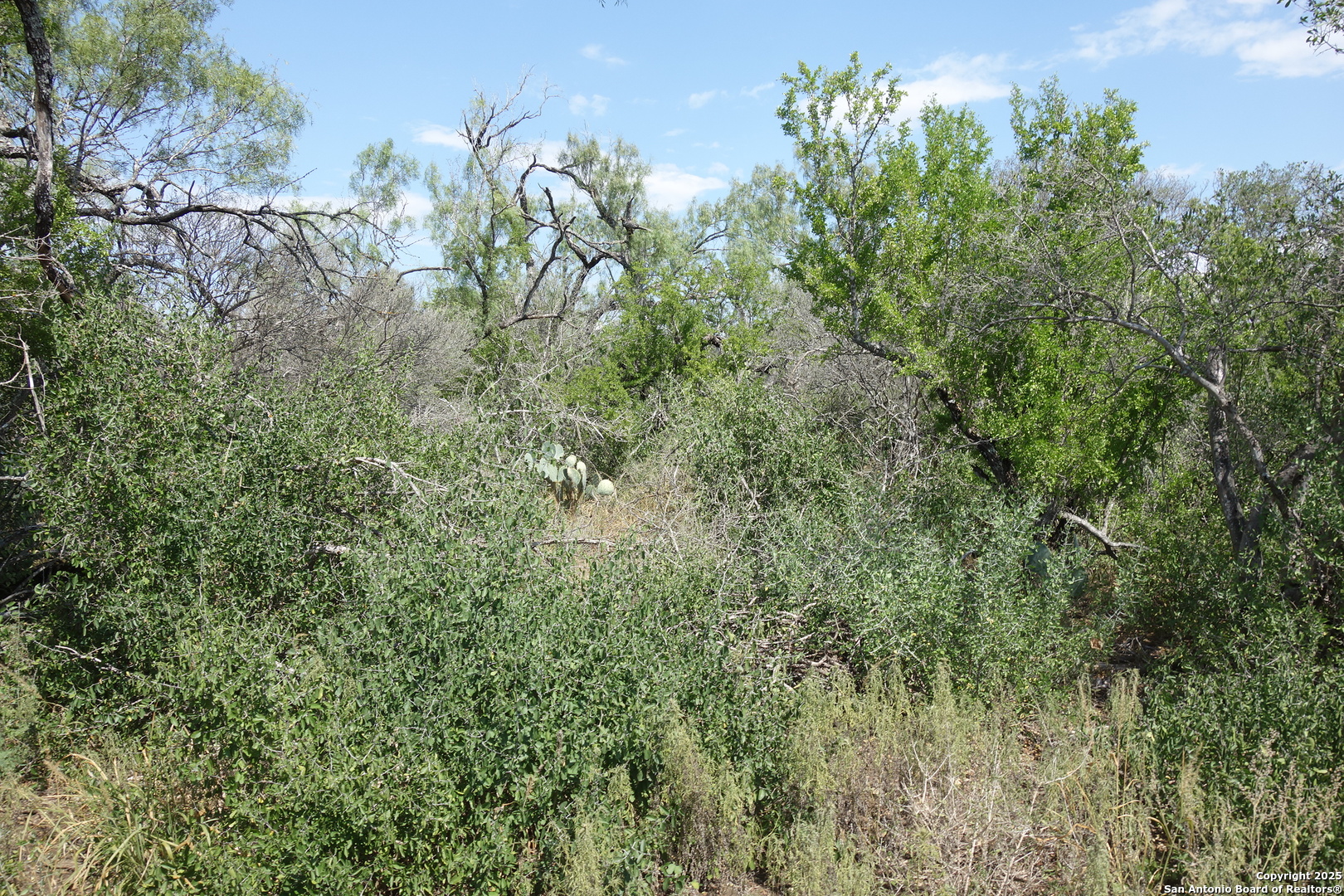 Tbd 1343rd Castroville, TX 78009 - Photo 3 of 6 a view of a forest with a tree