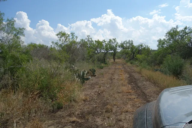 a view of a dry yard with trees
